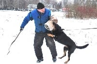 Étalon Berger de Beauce - CH. countryfoek Gloria