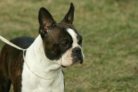 Étalon Boston Terrier - Yaki tori viktória Barney Deluxy
