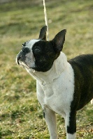 Étalon Boston Terrier - CH. Barney Deluxy Aslen