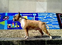 Étalon Bull Terrier - Amjel Duke hell in town