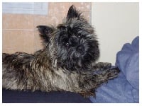 Étalon Cairn Terrier - Fannie de l'Orée de Bretagne