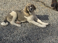 Étalon Cao de Gado Transmontano - Guitoune (Sans Affixe)