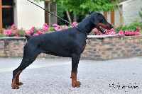 Étalon Dobermann - CH. Gaïa dandias de la Villa Valiano