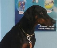 Étalon Dobermann - Cheyenne Der Rassengold