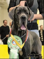 Étalon Dogue allemand - CH. Kamea krainahdanes