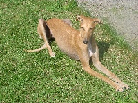 Étalon Galgo Español (levrier espagnol) - Elina (Sans Affixe)