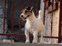 Étalon Jack Russell Terrier - Fibie-sun De la roche turpin