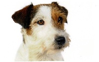Étalon Jack Russell Terrier - Fiesta of jack and co
