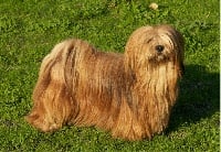 Étalon Lhassa Apso - Floyd des Molosses de Lutèce