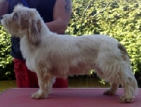 Étalon Petit Basset griffon vendeen - Falbala Da Curuxeira