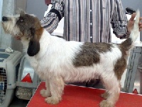 Étalon Petit Basset griffon vendeen - Dema de madrosende