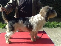 Étalon Petit Basset griffon vendeen - Duncan (Sans Affixe)