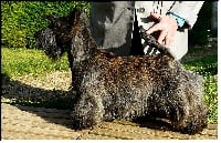 Étalon Scottish Terrier - Fais pas ci du Clan des Petits Colonels