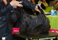 Étalon Scottish Terrier - CH. peabar Fire ball