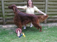 Étalon Setter irlandais rouge - CH. Irelieth Irish