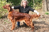 Étalon Setter irlandais rouge - Of royal residence Gentl touch