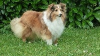 Étalon Shetland Sheepdog - Evade du Royaume d'Angélique