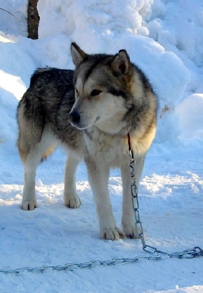 Publication : Little Track 