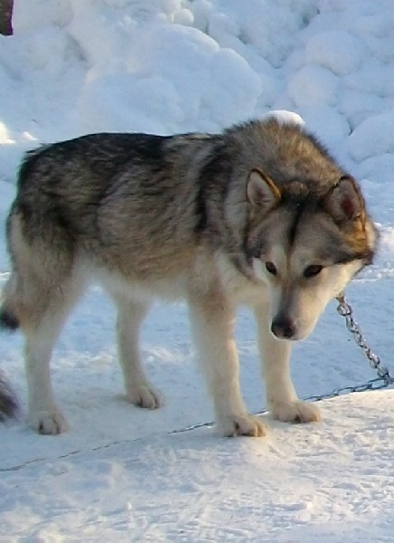 Cheyenne okkumut des rives du haut verdon