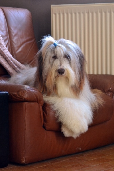 Publication : Des Joyaux De Saint Anne Auteur : charline humbert