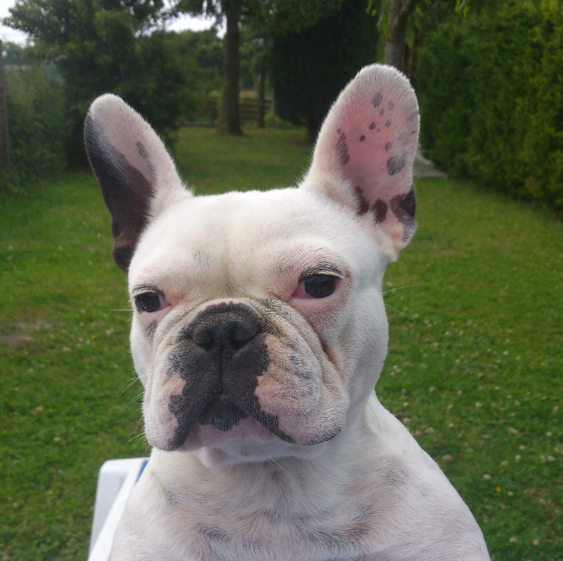 Publication : Du Jardin Des Guess Auteur : David