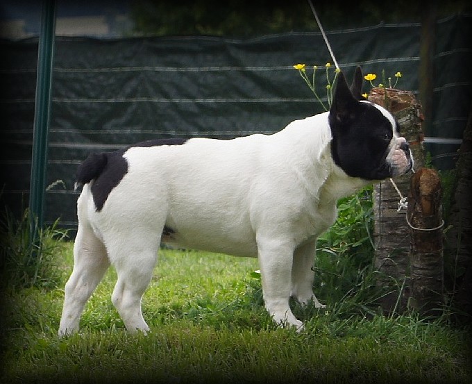 Guiger replay Des Protecteurs D'astorie