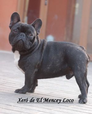 Publication : el mencey loco Auteur : alfonso