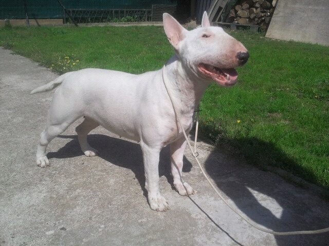 Publication : Bull Dozzer's Of North 