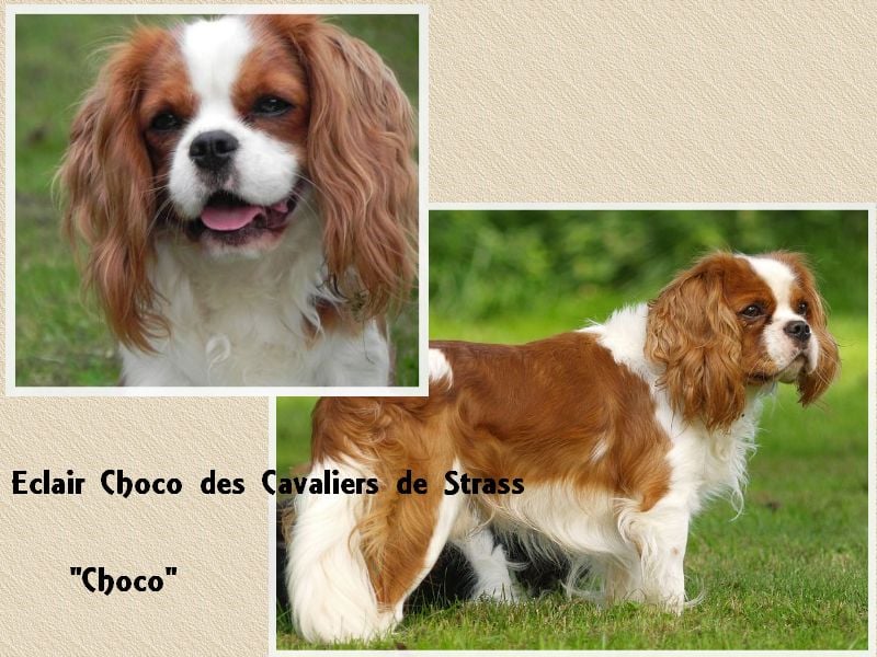 Eclair choco des cavaliers de Strass