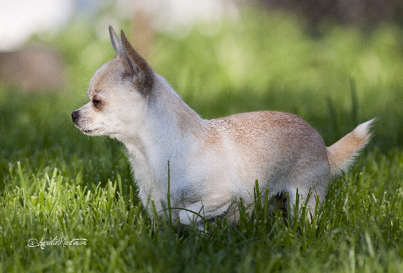 Publication : du pont Catinat Auteur : martenon aurelie