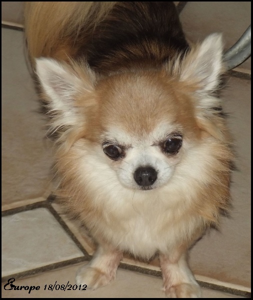 Publication : Las Manzanas D'amor Auteur : Anne-Marie Claeys