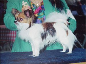 CH. blanch-o's I'll be back