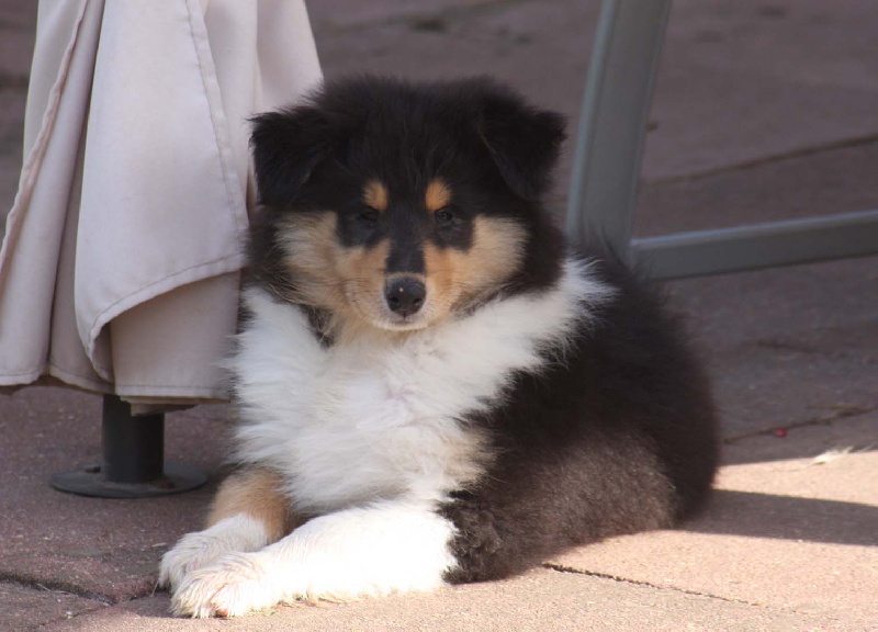 Publication : du Domaine de Jean-Vincéanne Auteur : c