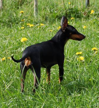 Publication : Vandebor Auteur : Gala Yolkina