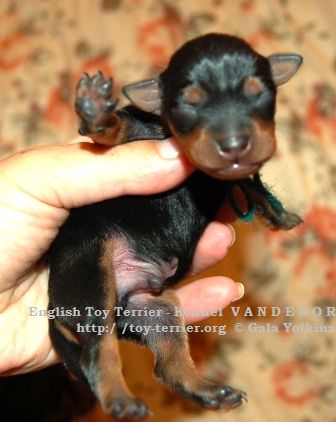 Publication : Vandebor Auteur : Gala Yolkina