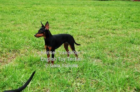 Publication : Vandebor Auteur : Gala Yolkina