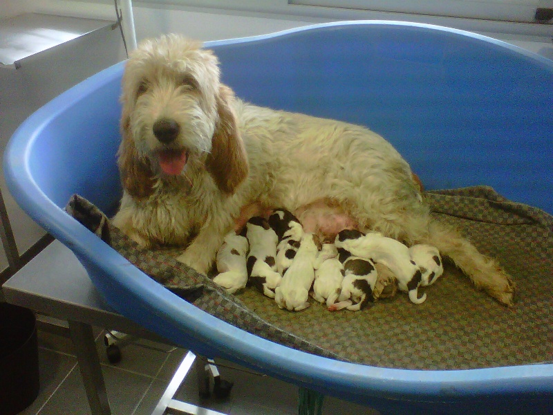 Vénus du barbillot des maladieres