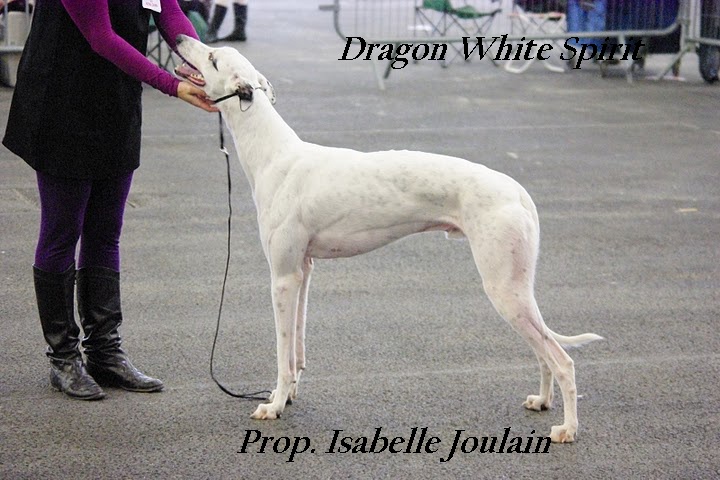 CH. Dragon white spirit (Sans Affixe)