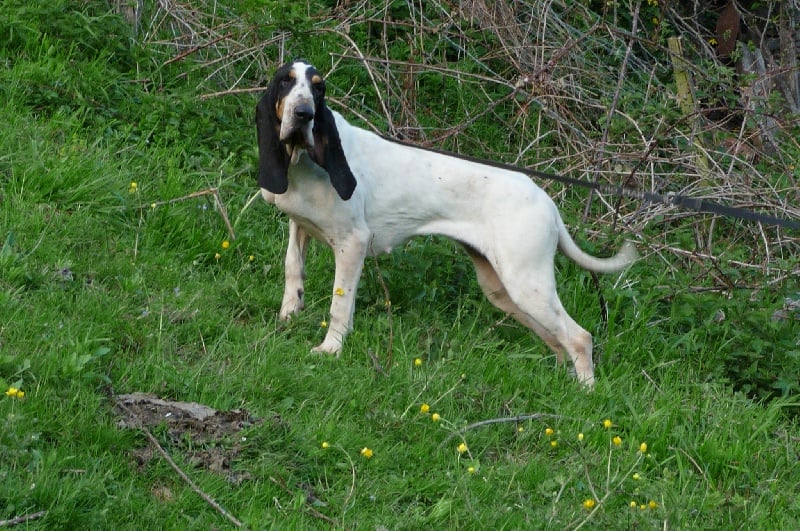 Publication : Des Gascons Du Creux De La Prat Auteur : annie prat