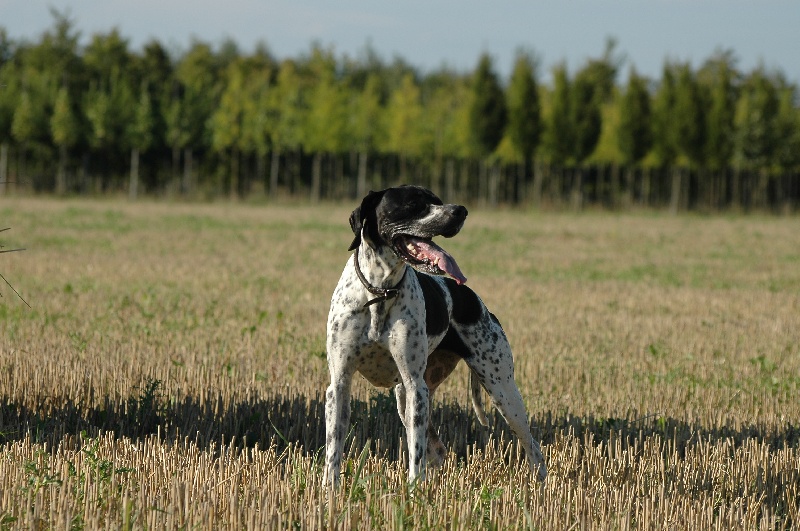 Vicky des hauts de gamond