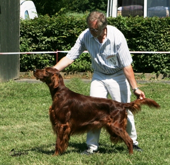 CH. The red love Vito of mimosa