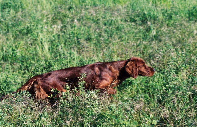 Publication : The red love