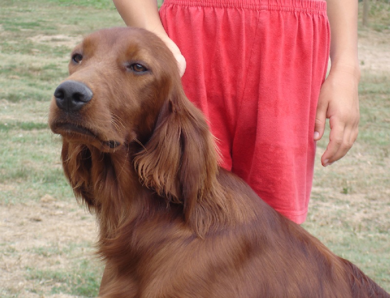 Publication : Des seraphins rouges