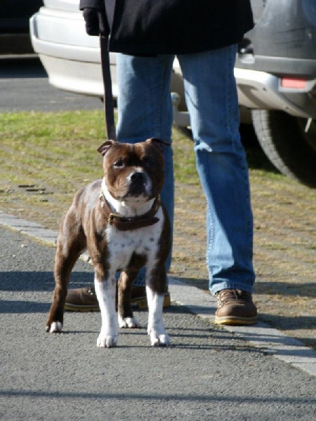 Publication : Little North Stafford Auteur : moi