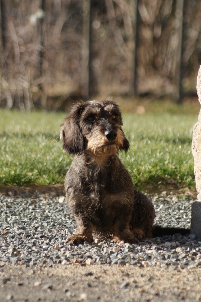 Bohème Du Clos De La Bohème Des Cosses