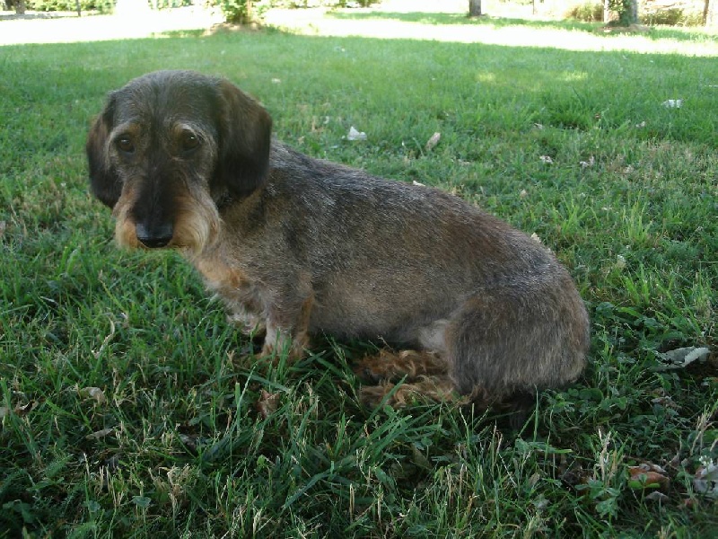 Didi de la Chapelle Saint Martin