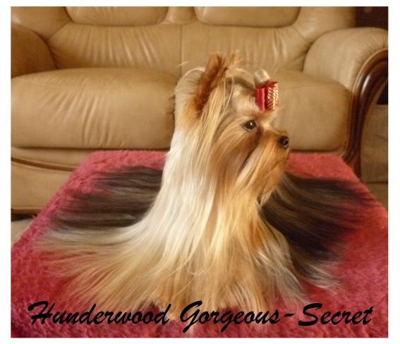 Hunderwood Gorgeous-secret