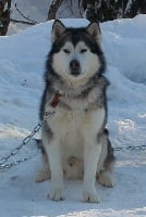 Étalon Alaskan Malamute - keikewabic's Togiak little track