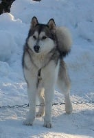 Étalon Alaskan Malamute - Elka okkumut des rives du haut verdon