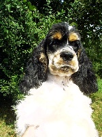 Étalon American Cocker Spaniel - Forman's Elzapoppin